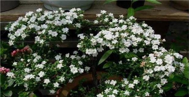 六月雪花语是什么意思？六月雪花的寓意有哪些？