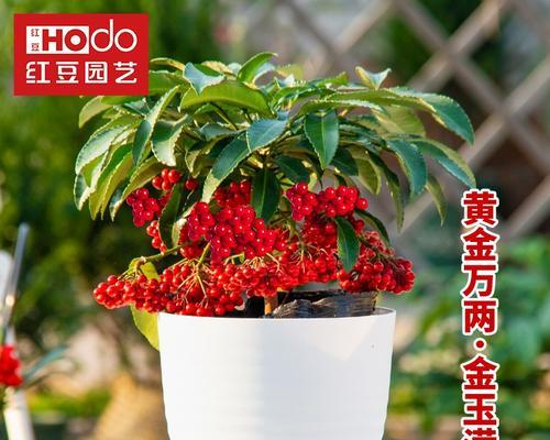 金玉满堂花有毒性吗？室内养护需要注意什么？