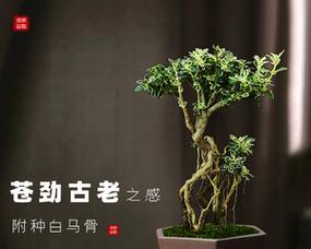 六月雪盆景寓意是什么？如何养护才能保持其美好象征？
