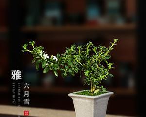 六月雪盆栽的寓意是什么？如何养护六月雪盆栽？