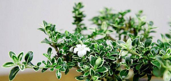 六月雪盆栽的寓意是什么？如何养护六月雪盆栽？