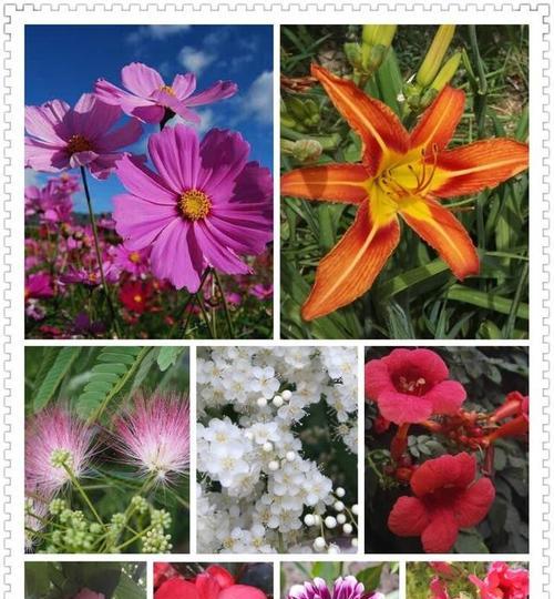六月最具代表性的花是什么？如何识别和欣赏六月的花卉？