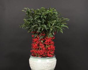 金玉满堂花养护技巧？如何确保其顺利开花？