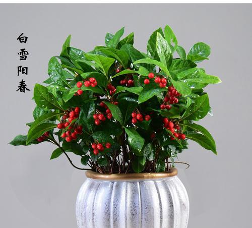 金玉满堂花养护技巧？如何确保其顺利开花？