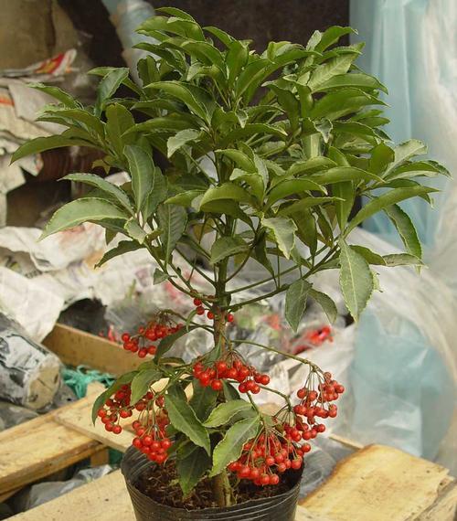 金玉满堂花养护方法有哪些？如何确保花开得更久？