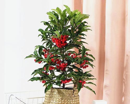 金玉满堂花养护方法有哪些？如何确保花开得更久？