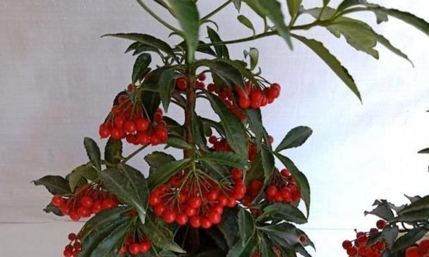 金玉满堂花养护方法有哪些？如何确保花开得更久？