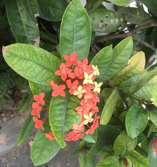 龙船花语是什么？了解其独特含义和象征意义？