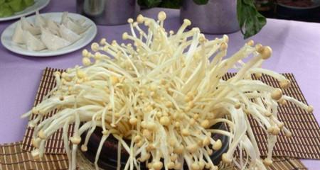 金针菇的生长周期是多长时间？如何缩短培养周期？