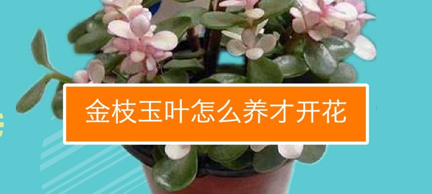金枝玉叶掉叶子怎么办？如何正确处理和预防？