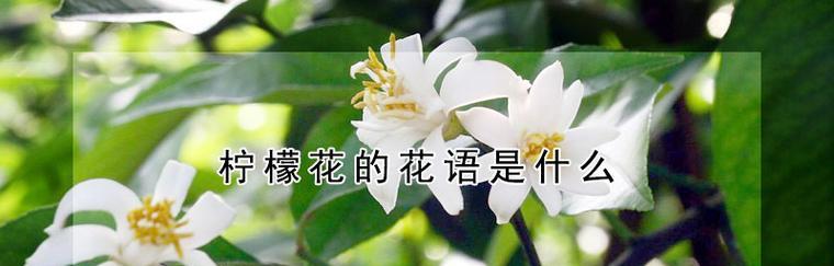 绿菟葵的花语是什么？如何正确解读绿菟葵的含义？