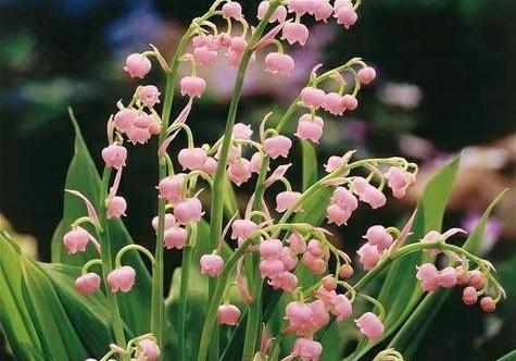 绿菟葵的花语是什么？如何正确解读绿菟葵的含义？