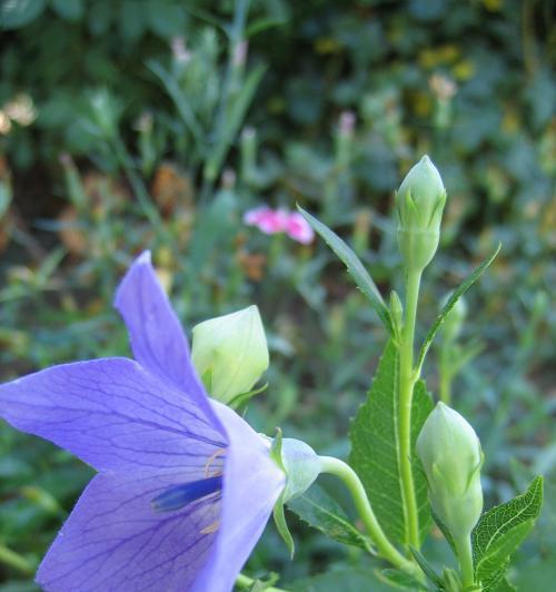 绿菟葵的花语是什么？如何正确解读绿菟葵的含义？