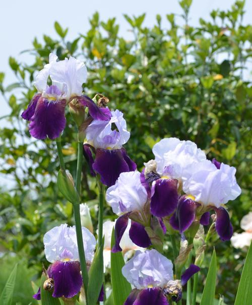 马兰花代表什么意思？马兰花的花语和象征意义是什么？