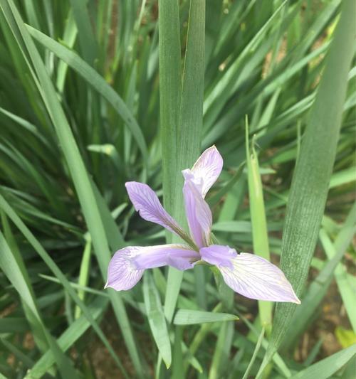 马兰花代表什么意思？马兰花的花语和象征意义是什么？