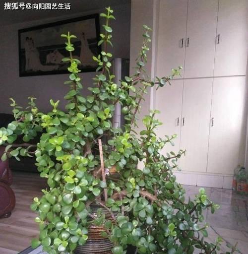 金枝玉叶多肉养殖方法是什么？养殖过程中应注意哪些问题？