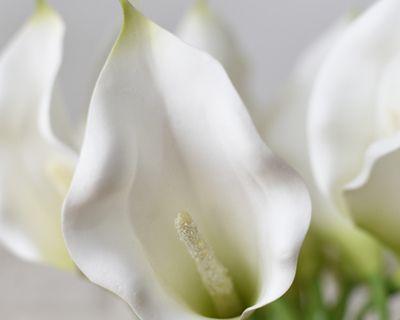 马蹄莲的花语是什么？马蹄莲代表的含义有哪些？