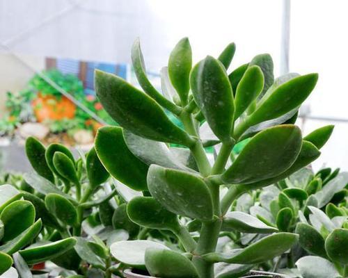 金枝玉叶和玉树是同一种植物吗？它们的区别是什么？