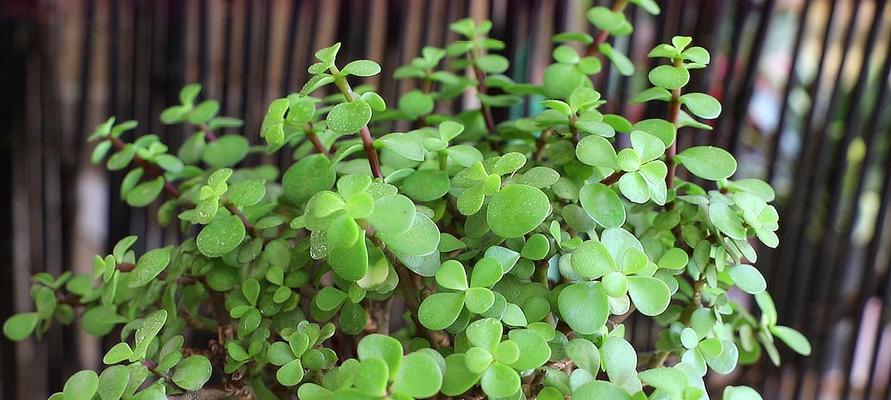 金枝玉叶和玉树是同一种植物吗？它们的区别是什么？