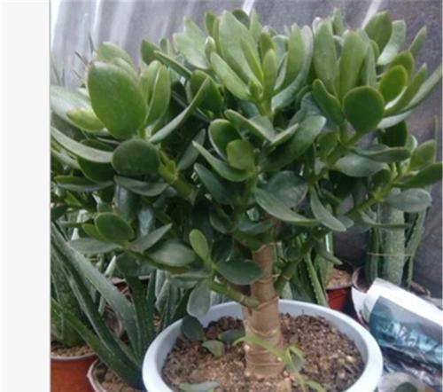 金枝玉叶和玉树是同一种植物吗？它们的区别是什么？