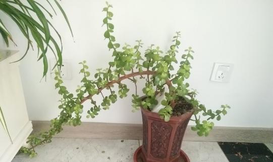金枝玉叶花修剪方法是什么？如何正确修剪以促进生长？