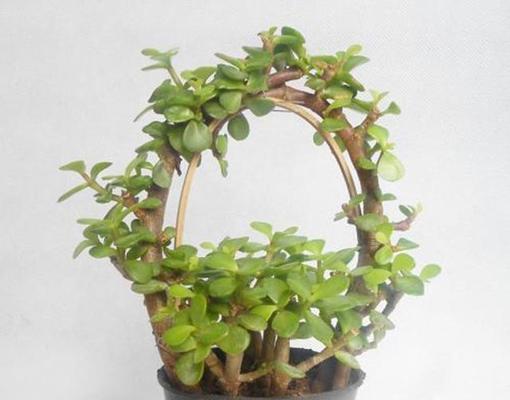金枝玉叶浇水频率如何根据季节变化调整？