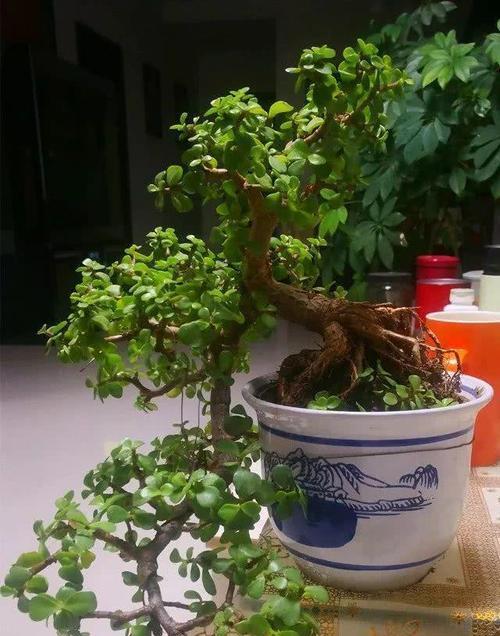金枝玉叶浇水频率如何根据季节变化调整？
