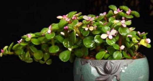 金枝玉叶浇水频率如何根据季节变化调整？
