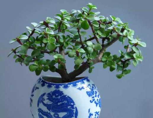 金枝玉叶适合使用哪种肥料？施肥的正确方法是什么？