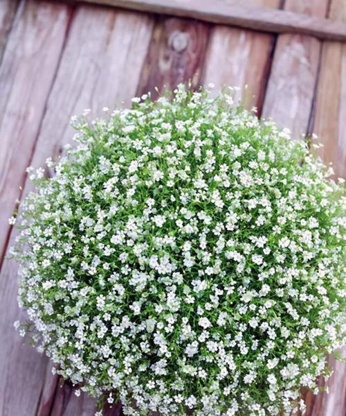 满天星的花语是什么？如何正确解读满天星的含义？