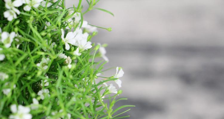 满天星的花语是什么？如何正确解读满天星的含义？