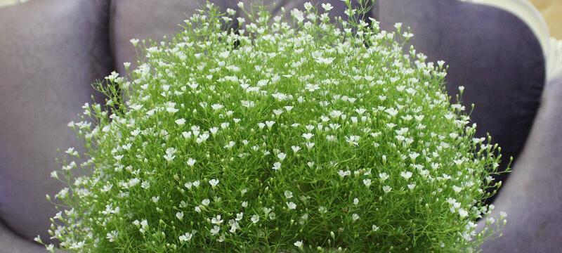 满天星代表什么意思？花语和象征意义是什么？