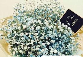 满天星代表什么意思？花语和象征意义是什么？