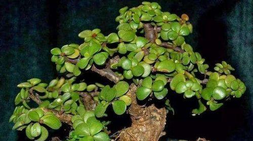 金枝玉叶会开花吗？花期长吗？花期长的金枝玉叶是什么样子？
