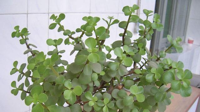 金枝玉叶会开花吗？花期长吗？花期长的金枝玉叶是什么样子？