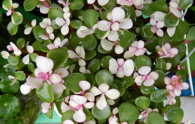 金枝玉叶会开花吗？开花时是什么样子的？