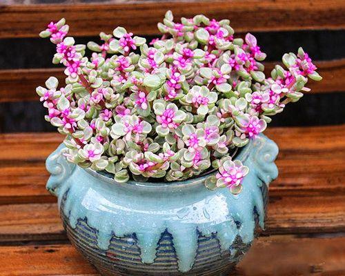 金枝玉叶会开花吗？开花时是什么样子的？