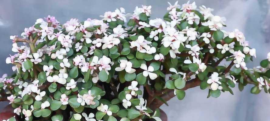 金枝玉叶会开花吗？开花时是什么样子的？
