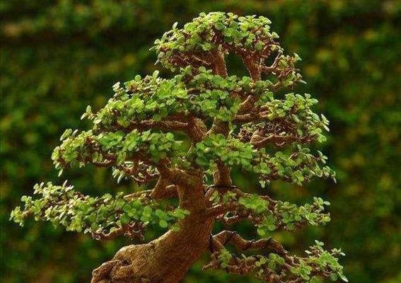 金枝玉叶插枝方法及注意事项是什么？
