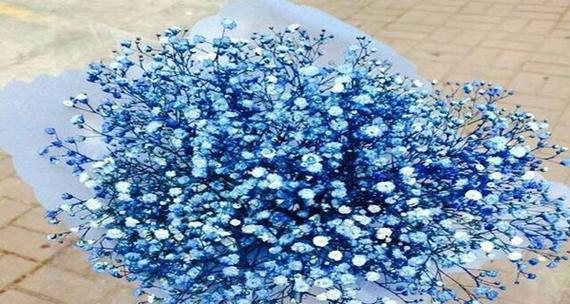 满天星的含义是什么意思？如何正确解读满天星的花语？