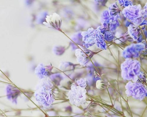 满天星的花语代表着什么？如何正确解读满天星的含义？