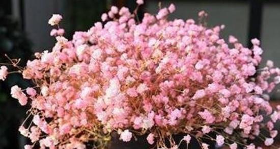 满天星代表什么含义？花语背后的故事是什么？