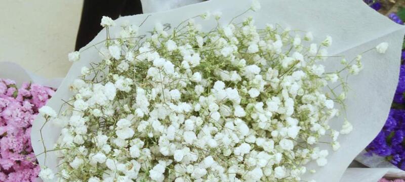 满天星代表什么花语？如何用满天星表达爱意？