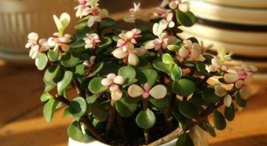 金枝玉叶不开花怎么办？如何正确养护以促花？