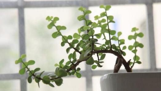 金枝玉叶不开花怎么办？如何正确养护以促花？