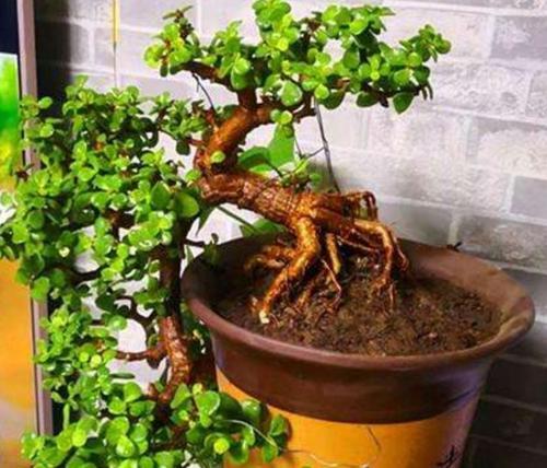 金枝玉叶不开花怎么办？如何正确养护以促花？