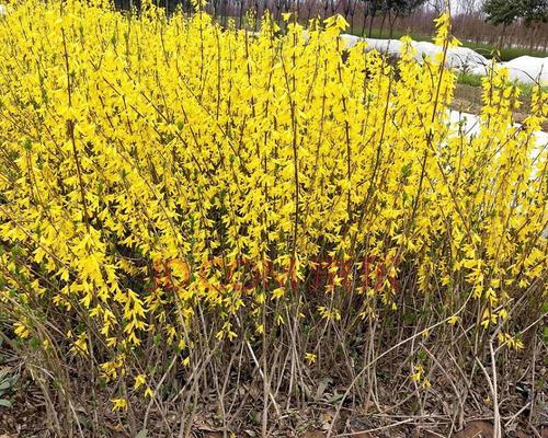 金钟花开花时间是什么时候？几月份能看到金钟花开放？