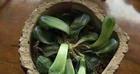金钻根部腐烂如何处理？有效修复方法是什么？