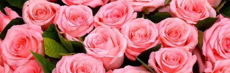 19朵玫瑰花代表什么含义？花语解读与送花建议？