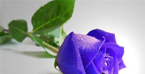 玫瑰花代表的意义是什么？不同颜色玫瑰花的象征含义分别是什么？